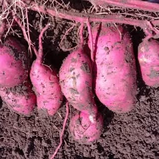 Commercialisation of sweet potatoes in Mumias West kakamega county.A sustainable nutrition and food security